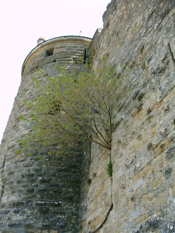 Carcassonne 12 - Turm
