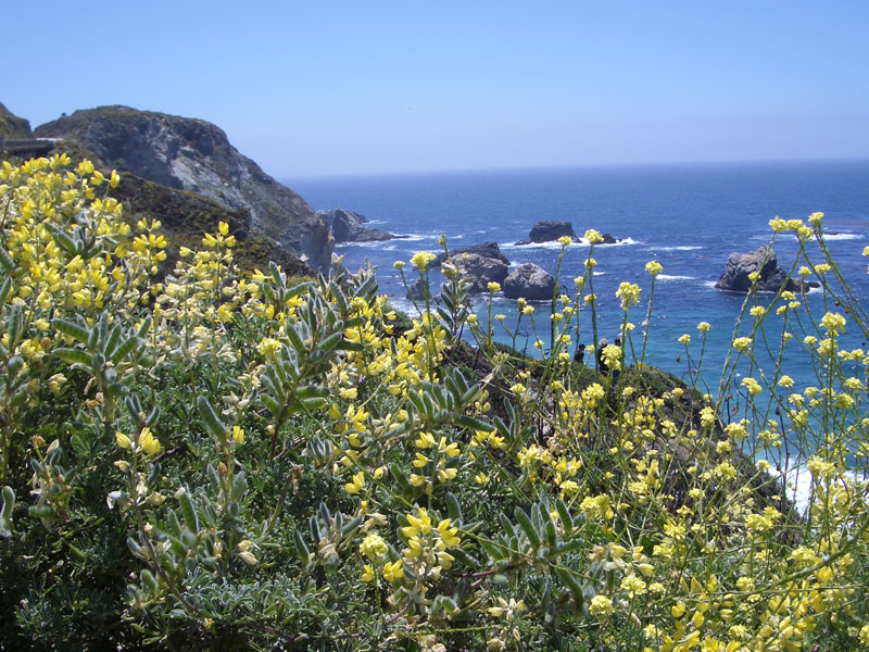 Carmel 11