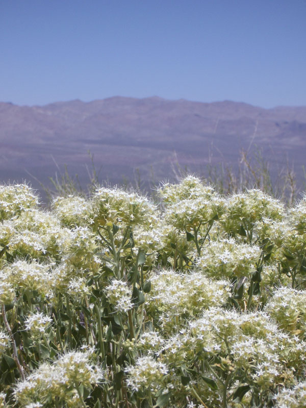 Death Valley 37