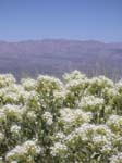 Death Valley 37