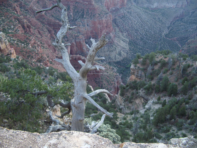 Grand Canyon 23