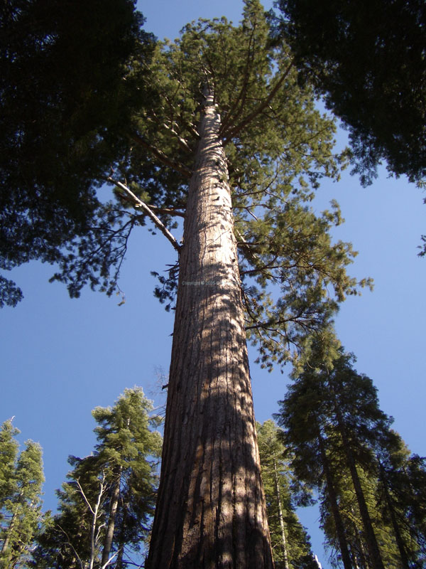 Yosemite 32